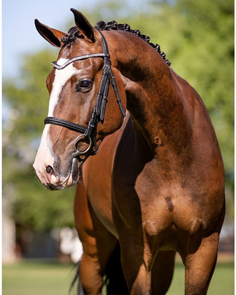 Warmblood Horses